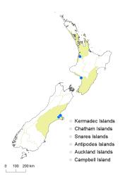 Hypericum tetrapterum distribution map based on databased records at AK, CHR and WELT.
 Image: K. Boardman © Landcare Research 2014 